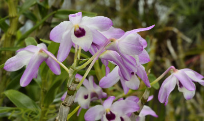 Dendrobium transparense