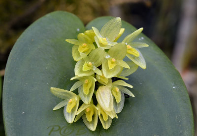 Pleurothallis sp. flowers 1 cm 