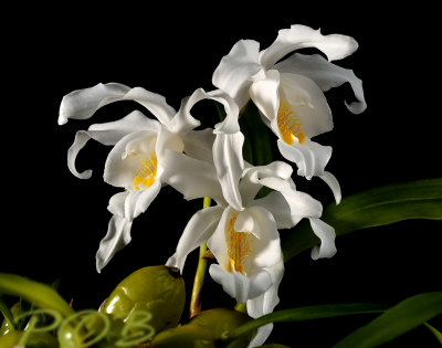 Coelogyne cristata, flowers 6-7 cm