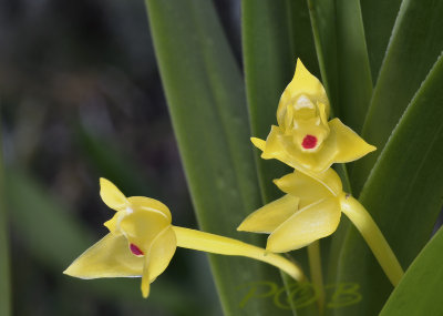 Maxillaria miniata, yellow