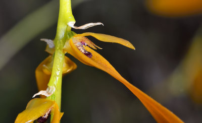 Bulbophyllum wallichii
