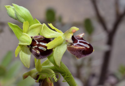 Ophrys  sphegodes var. incubacea
