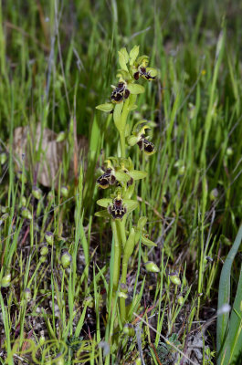 Ophrys flavomarginata, syn. Ophrys umbilicata var. flavomarginata