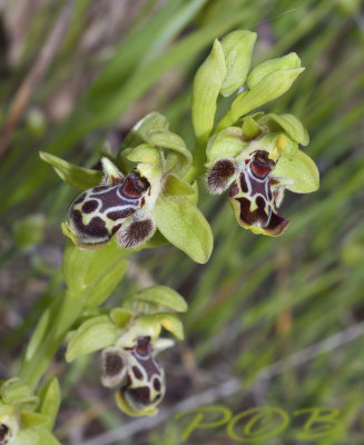 Ophrys umbilicata var. rhodia