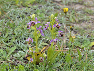 Ophrys umbilicata var. umbilicata