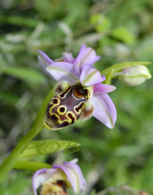 Ophrys umbilicata var. umbilicata