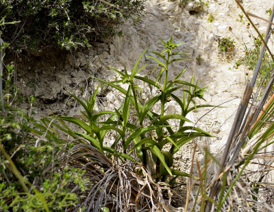 Epipactis veratrifolia, habitat