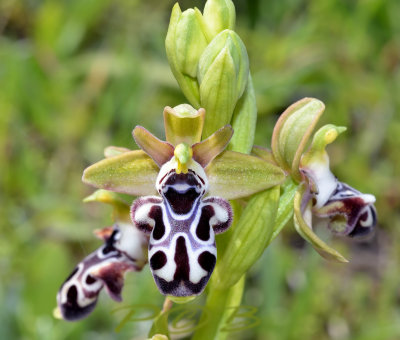 Ophrys kotchyi