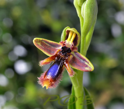Ophrys regis-fernandii