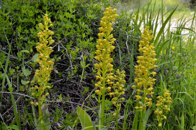 Orchis punctulata, 50 cm