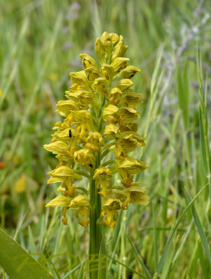 Orchis punctulata