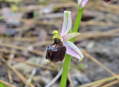 Ophrys gottfriediana var. elegans