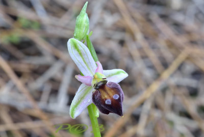 Ophrys elegans