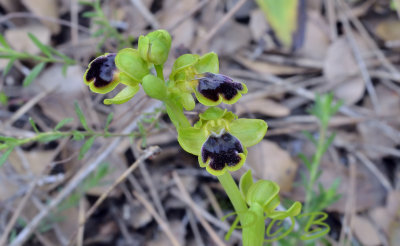 Ophrys fusca ssp. cinereophila 