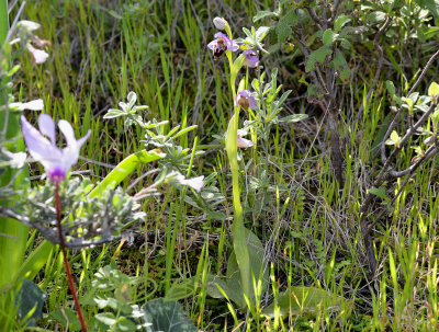 Ophrys lapethica, habitat often near Phlomis bushes