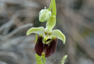 Ophrys bornmuelleri, pollinated