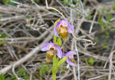 Ophrys lapethica var. flavescens