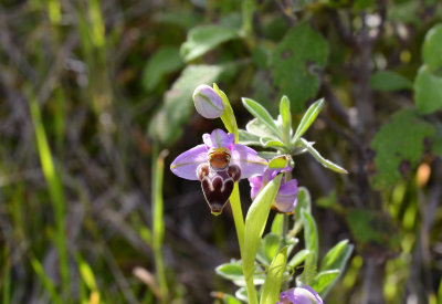 Ophrys lapethica,  ½ the size of scolopax and heldreichii