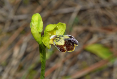 Ophrys omegaifera ssp. sitiaca x israelitica