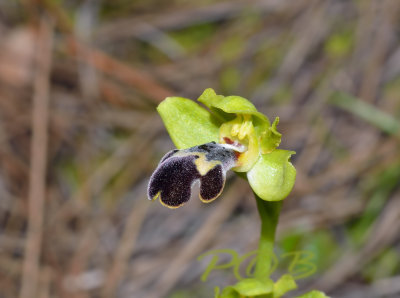Ophrys omegaifera  ssp. israelitica