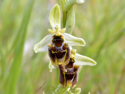 Ophrys bornmuelleri, variety