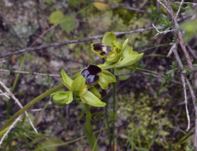Ophrys funerea and O. bilunulata, fusca complex 