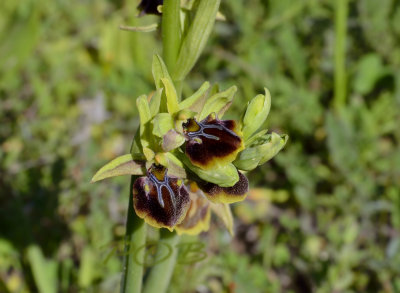 Ophrys alasiatica, 25 mm