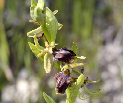 Hybrid, Ophrys alasiatica x O. morio