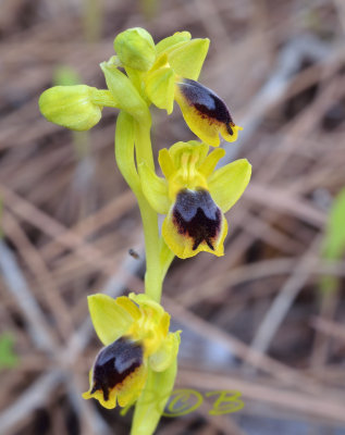 Ophrys lutea ssp. galileae