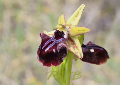 Ophrys sintenisii from Israel and Cyprus