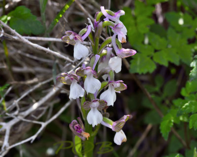 Orchis syriaca syn. Anacamptis syriaca