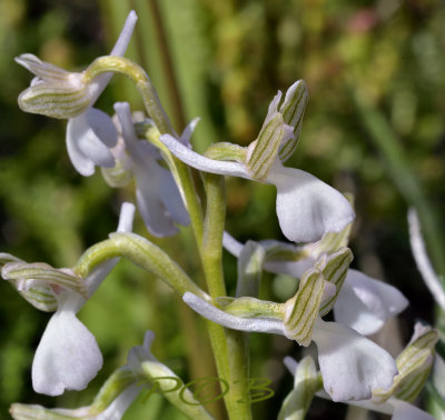 Anacamptis syriaca var. alba