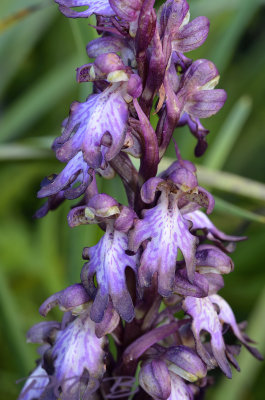 Barlia robertiana purple