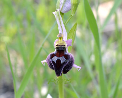 Ophrys elegans