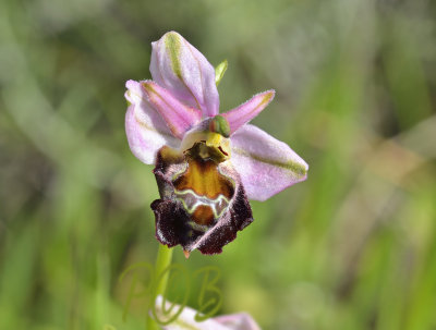 Ophrys gottfriediana opening flower