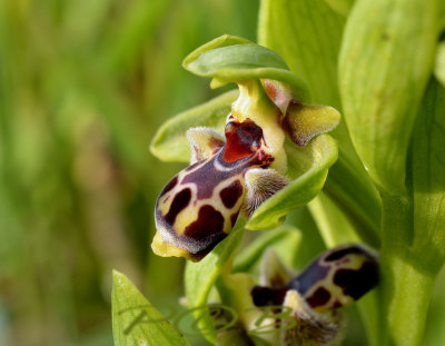 Ophrys umbilicata complex