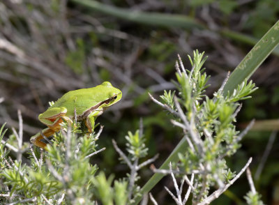 Boomkikker, zuidoostelijk mediterraan (Hyla savignyi)