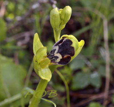 Ophrys omegaifera, fusca complex
