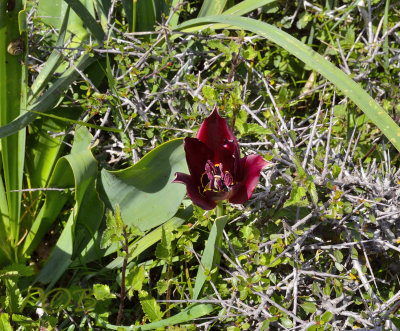 Tulipa cypria