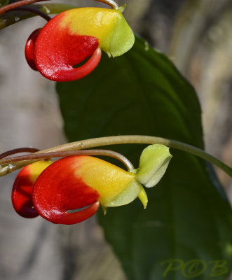 Congo balsamien, Impatiens niamniamensis