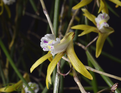 Dendrobium mortii