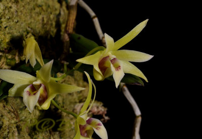 Dendrobium catenatum