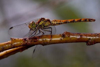 Sympetrum striolatum