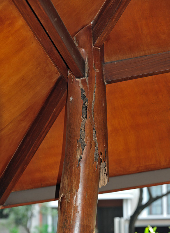 Termite damage