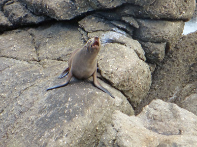 Cape Foulwind seal.