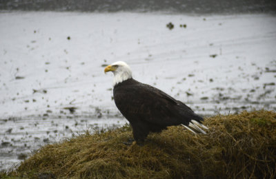 Bald Eagle Through Telescope
