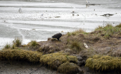 Eagle Finding Salmon