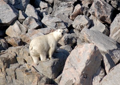 Polar bear on Monumental Island