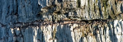 1000s of birds on Cape Hay cliffs