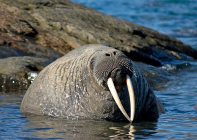 Walrus about to fall asleep